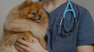 Pomeranian being held by Riverchase employee for checkup