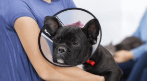 Small black dog in cone being held