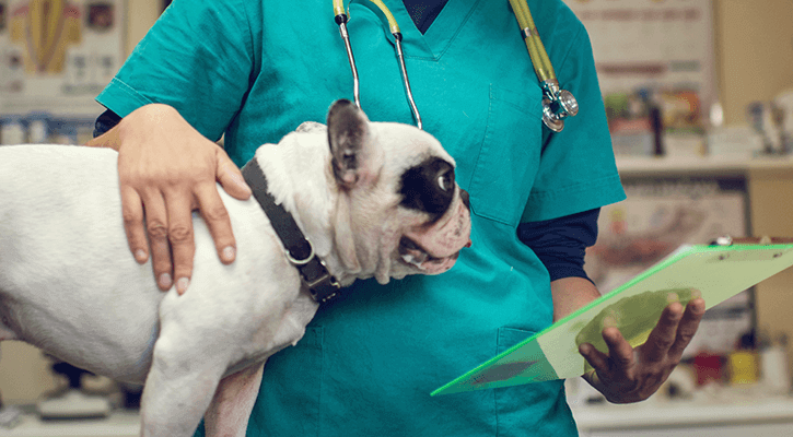 Pet Surgery & Care | Riverchase Animal Hospital Coppell, TX