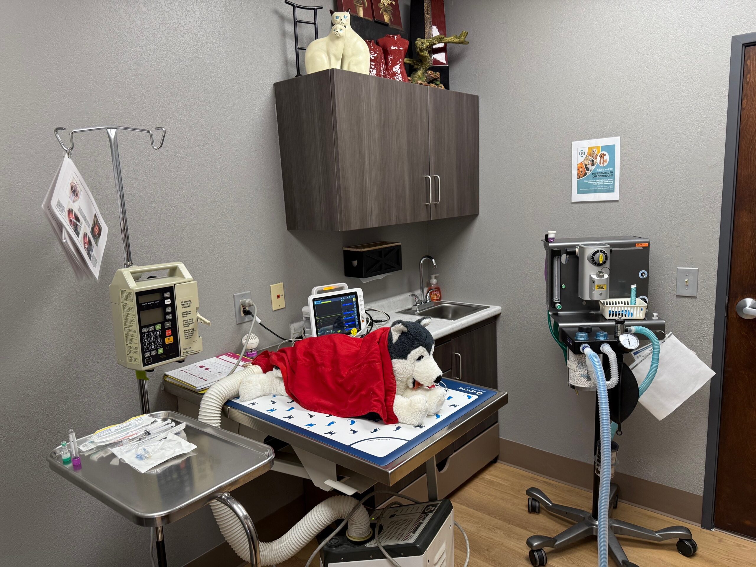 Riverchase Stuffed Husky Surgery